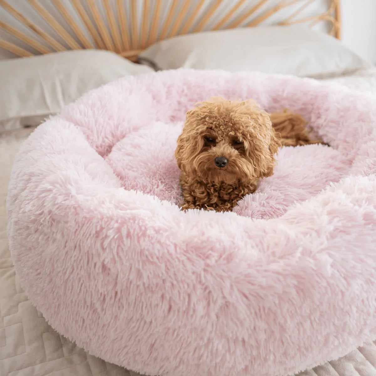 Relaxed Dog Bed