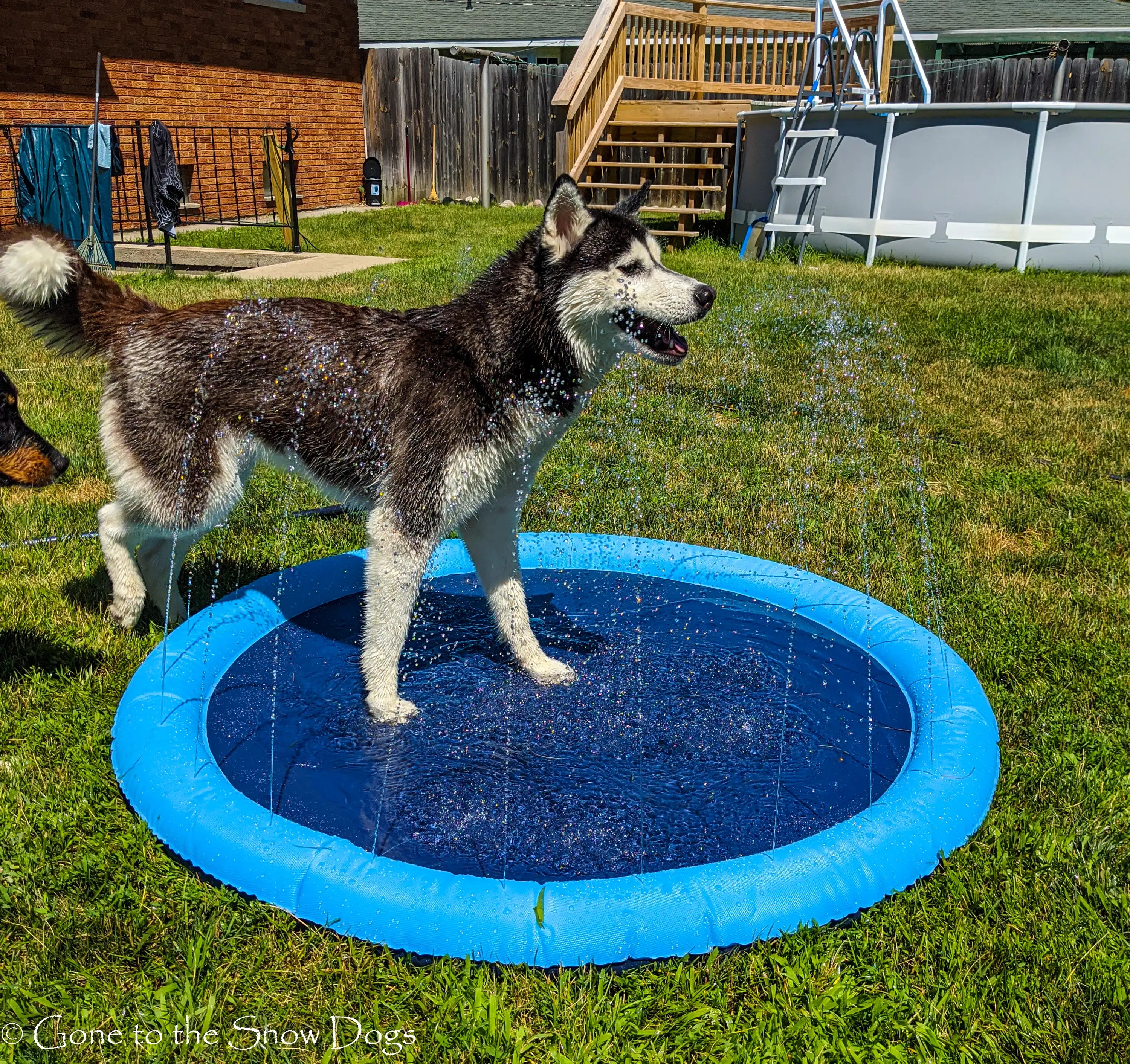 Pet Fountain Pad